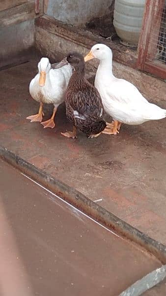 white & brown Duck 0