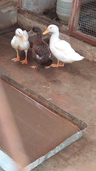 white & brown Duck 1