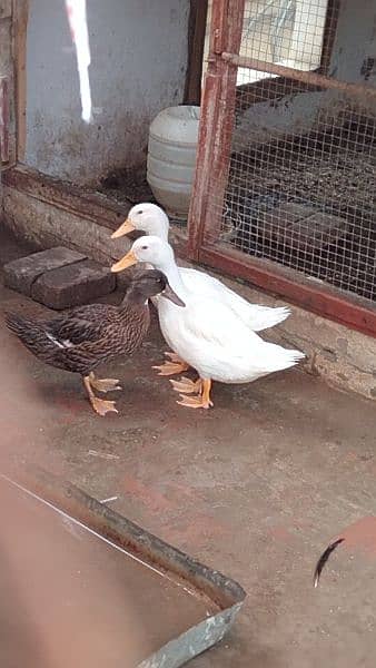 white & brown Duck 2