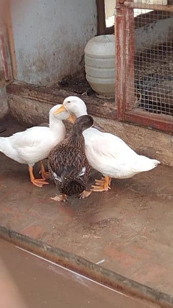 white & brown Duck 3