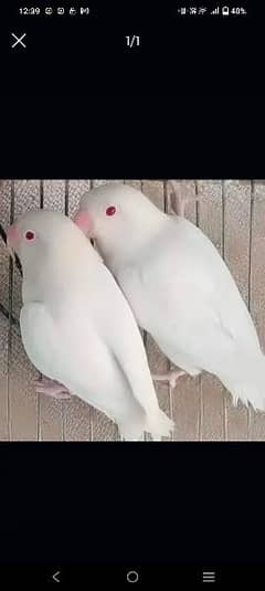 albino red eyes parrot