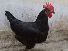 Golden Misri  & Astrolorp Hens for Sale