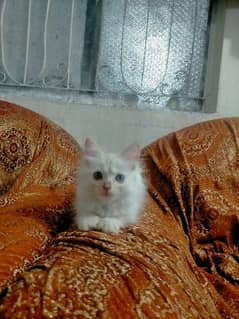 White Persian double coated baby kitten with hazel eyes