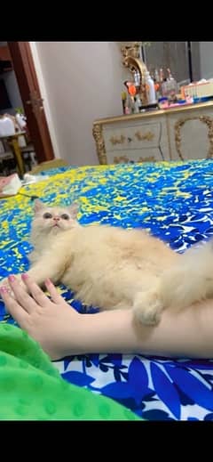 semi punched persian kitten