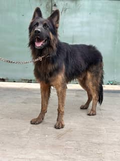 GSD MALE