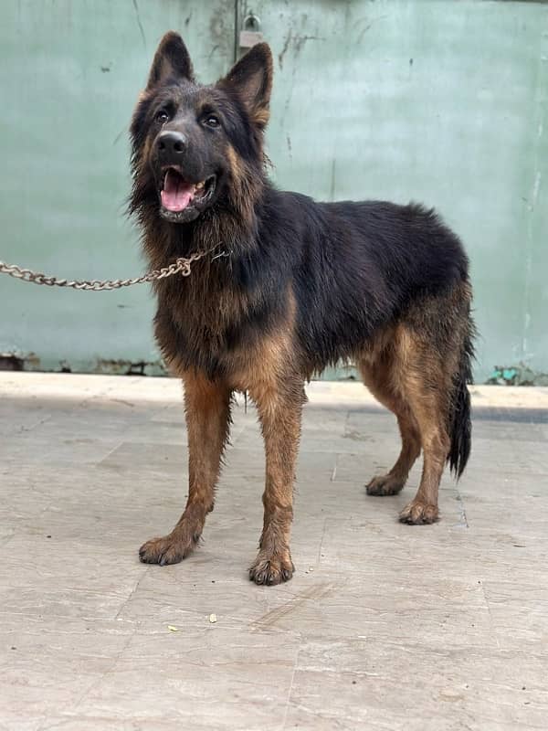 GSD MALE 0