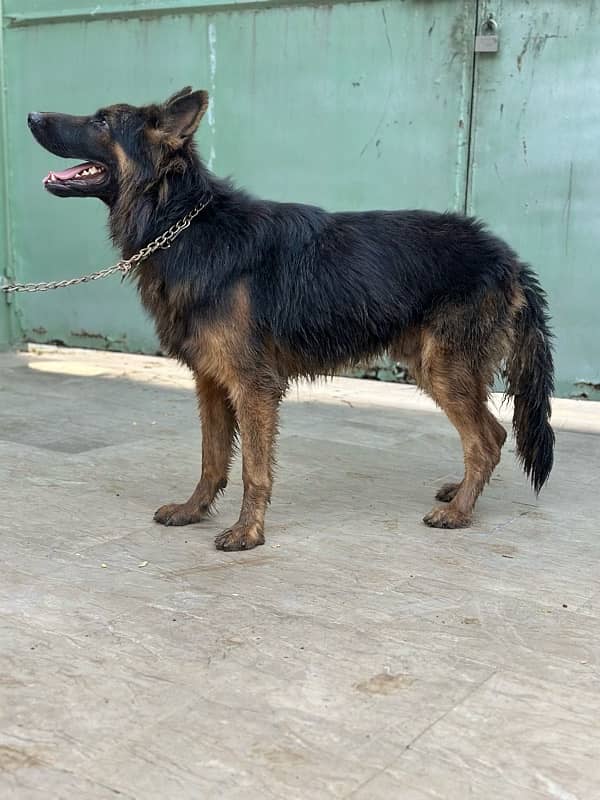 GSD MALE 1