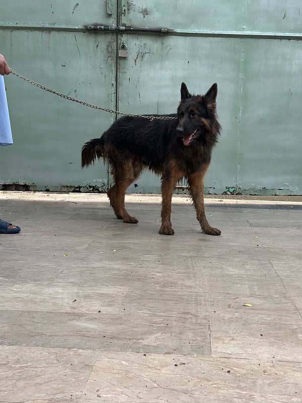 GSD MALE 2