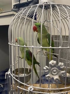 Raw Parrot Pair (Male Female)