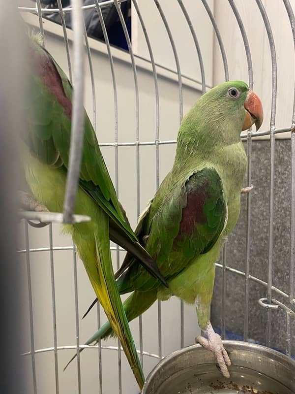 Raw Parrot Pair (Male Female) 2