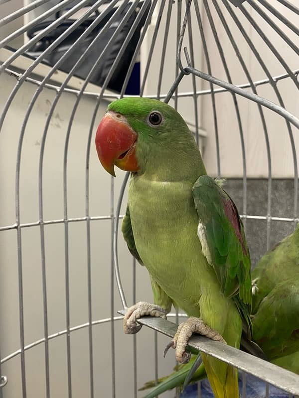 Raw Parrot Pair (Male Female) 3