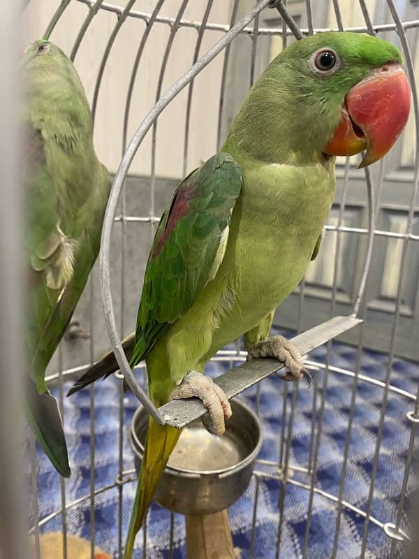 Raw Parrot Pair (Male Female) 5