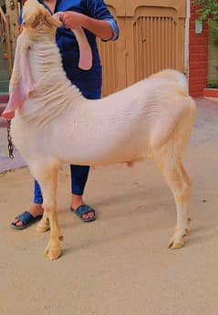 pure gulabi 6 dant breeder Bakra