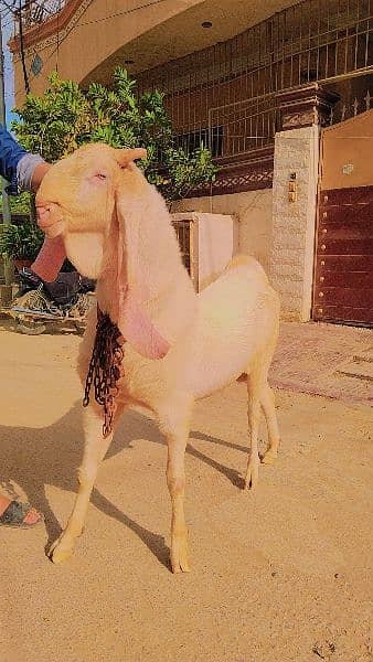 pure gulabi 6 dant breeder Bakra 1