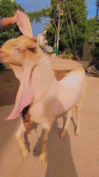 pure gulabi 6 dant breeder Bakra 2