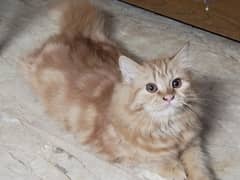 cute Persian 2 brown female kittens