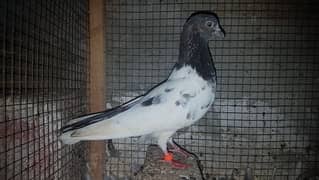 Ferozpuri blue eyes female for sale.