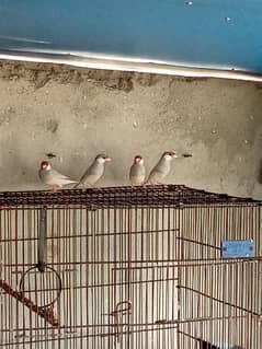 Silver java breeder 2-pair for sale