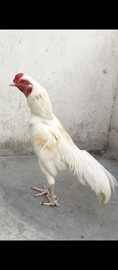 boska murga for sale. white nok nali