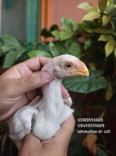 Parrot Beak cross chicks