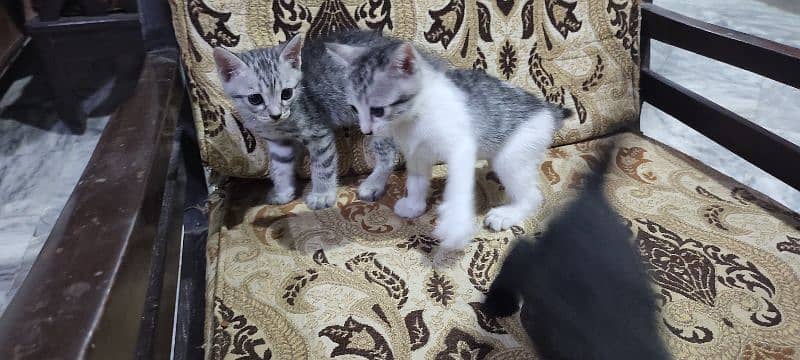 kittens 1