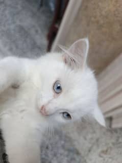 female baby kitten