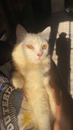 Urgent sale ( persian cats pair )