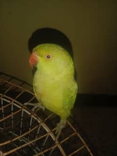 Ringneck parrot