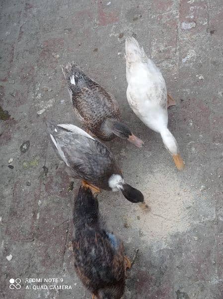 4 Ducks sale 2