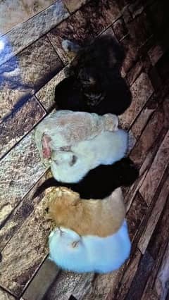 Adult cats and kittens for sale 0