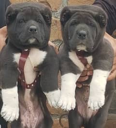 king alabai security dog pair 2 month for sale