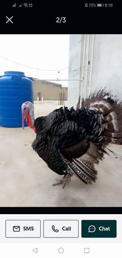 Turkey Male