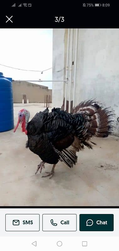 Turkey Male 1