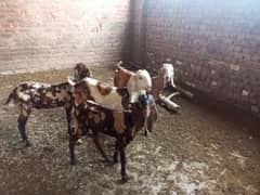 shera bakra for sale