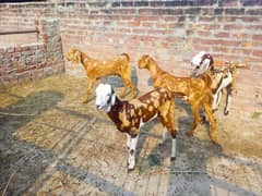 shera bakra for sale