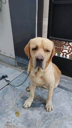 labrador 2 years male 0