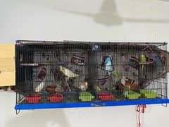 budgies