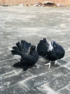 love birds, laka fantail, goldian finches, shirazi