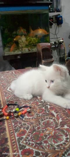 Punch Face ODD Eye pair ka kittens baby for sale ha