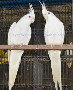 Eno Red Eyes Cocktail Jumbo size Breeding Pair 0