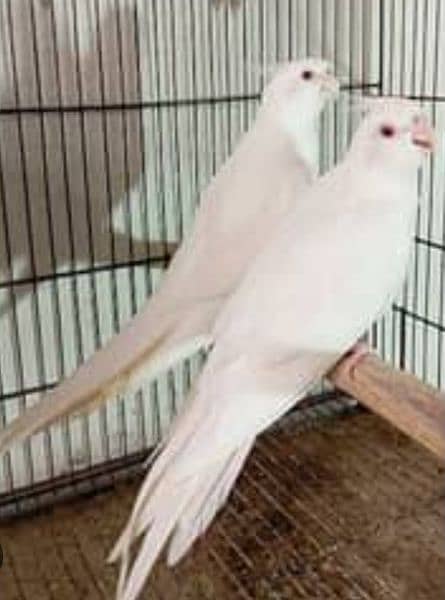 Eno Red Eyes Cocktail Jumbo size Breeding Pair 1