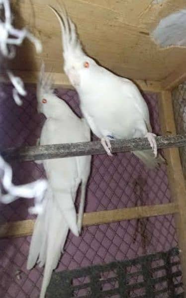 Eno Red Eyes Cocktail Jumbo size Breeding Pair 2