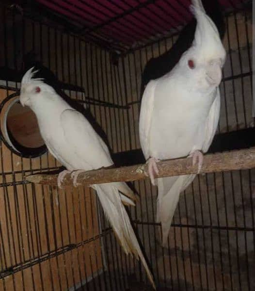 Eno Red Eyes Cocktail Jumbo size Breeding Pair 4