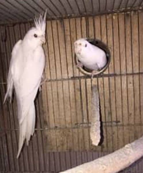 Eno Red Eyes Cocktail Jumbo size Breeding Pair 5