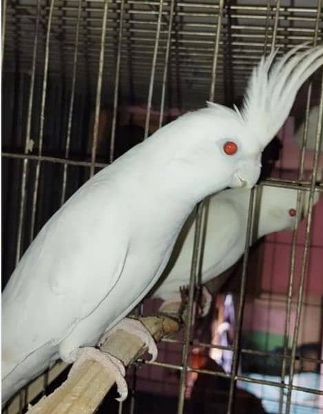 Eno Red Eyes Cocktail Jumbo size Breeding Pair 6