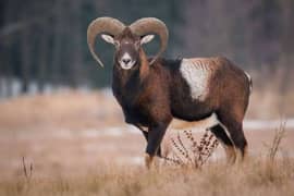 mouflon