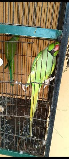 parrot green 1 pice