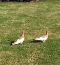 Danish Pigeons pair High Quality