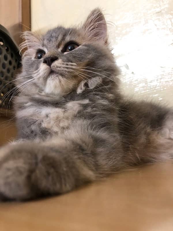 Persian Kitten Grey (with all accessories) 2