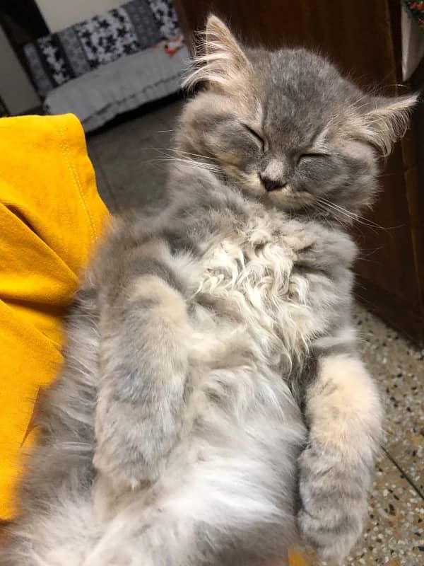 Persian Kitten Grey (with all accessories) 3